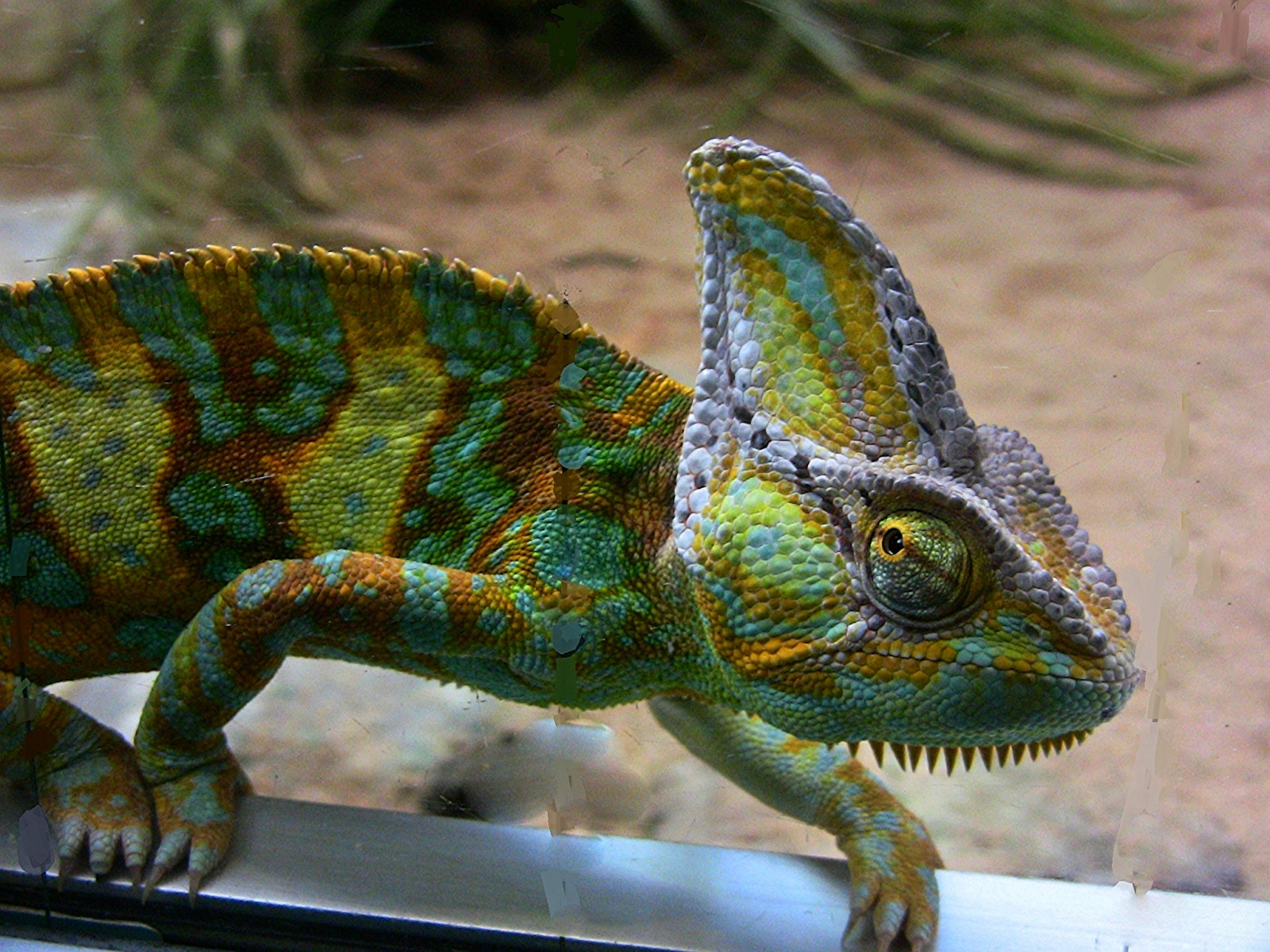 zvěř, stvoření, zelená, Volně žijících živočichů, Iguana, zoologická zahrada, Stuttgart, Chamäleon, zvíře, ještěrka, plaz, naturelovers, fauna, řada, roba66, Zvířata, obratlovců, zmenšen plazů, Agamidae, chameleón, tierpark, Lacertidae, lacerta, africký chameleon, badw rttemberg, Igvaja, botgarten, zoolgarten, jemencham leon