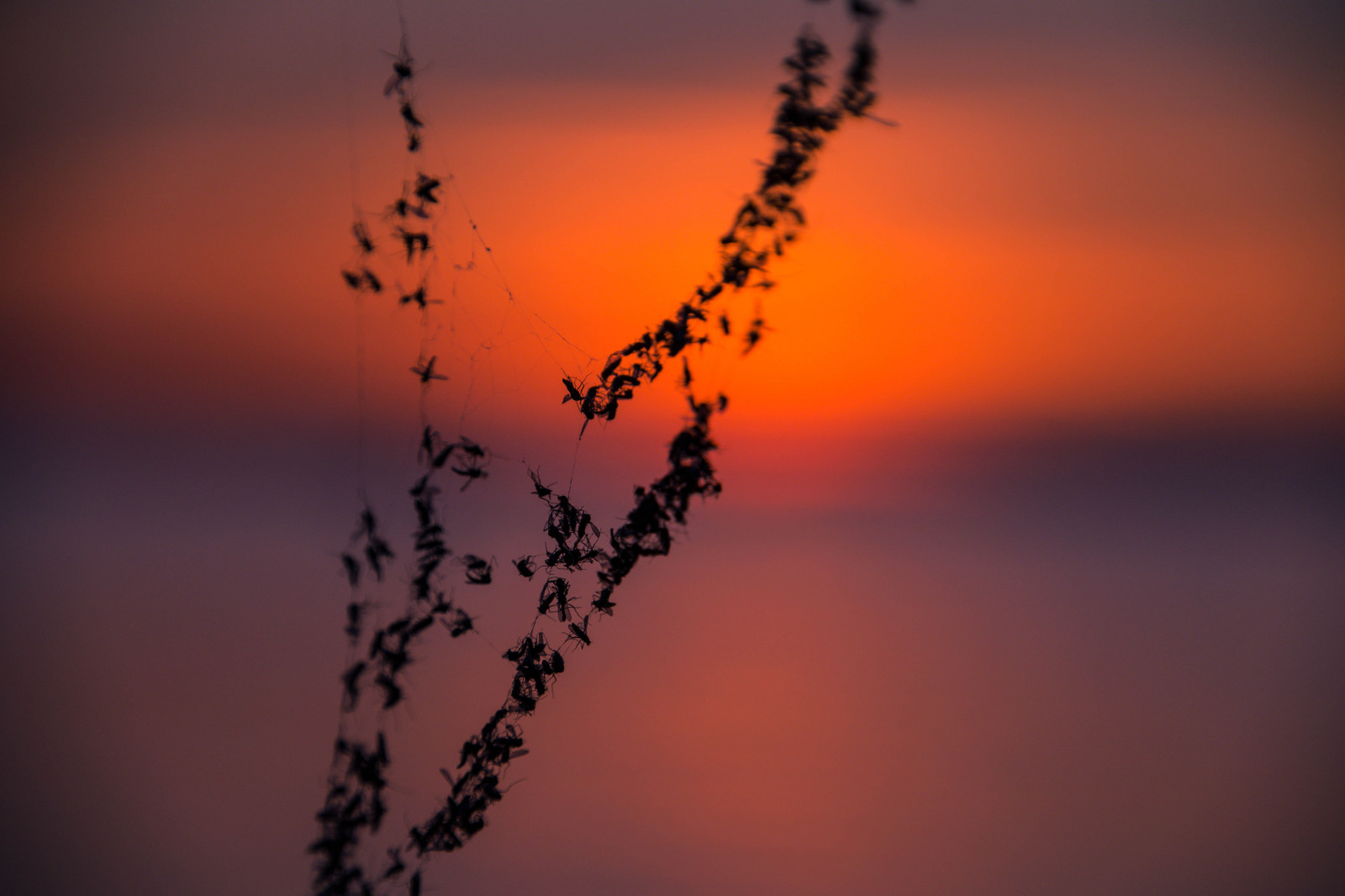 slunečnímu záření, lidé, západ slunce, voda, odraz, nebe, silueta, pláž, větev, svítání, večer, ráno, most, slunce, horizont, atmosféra, letní, Švédsko, soumrak, Sverige, světlo, mrak, svítání, venkovní, oceán, sk nel n, se, Ribersborg, ribban, resund, pramen, Brygga, solnedg ng, brygga3, siluett, hav, Malmo, tbryggan, čára, atmosférický jev, odlesk, makro fotografie