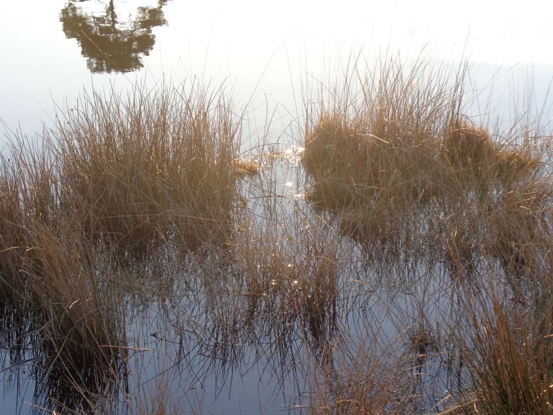 zonlicht, natuur, water, licht, Nederland, zwembad zonlicht, natuur, water, licht, Nederland, zwembad
