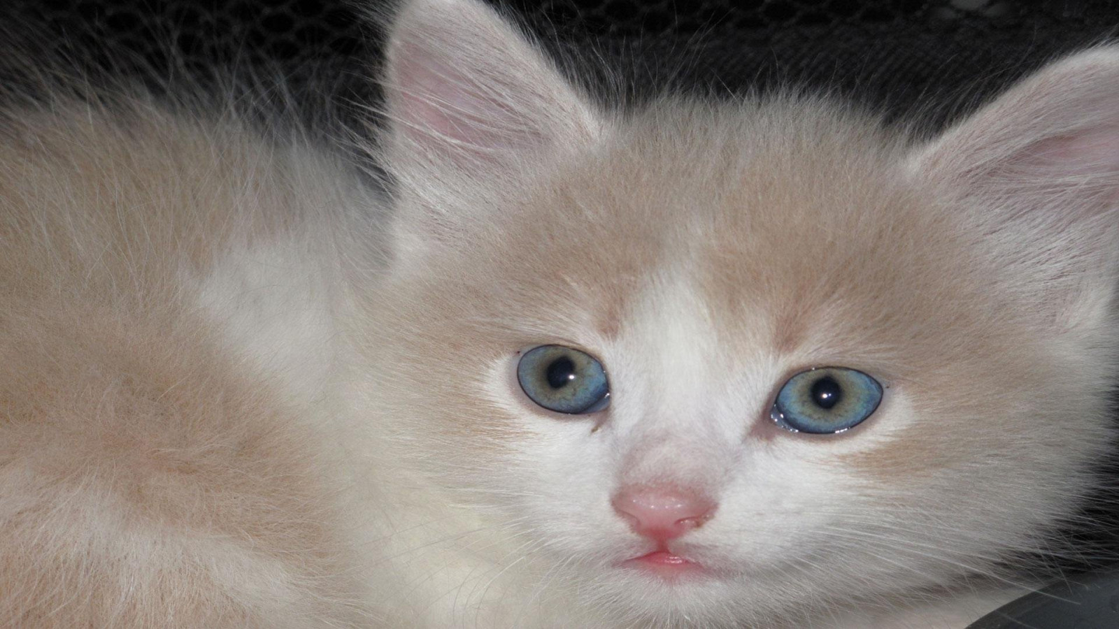 Fond d'écran 1920x1080 px, chat, chats, mignonne, Minou