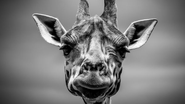 animals,giraffes,wildlife,monochrome,photography,whiskers