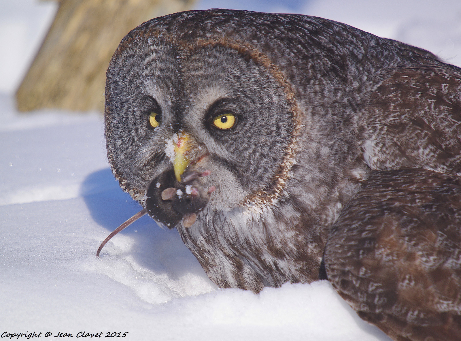 sníh, Volně žijících živočichů, dravý pták, sova, šedá, zobák, Kořist, raptor, hibou, skvělý, pták, oiseau, fauna, čenich, velký šedý sova, chouette, lapone, proie