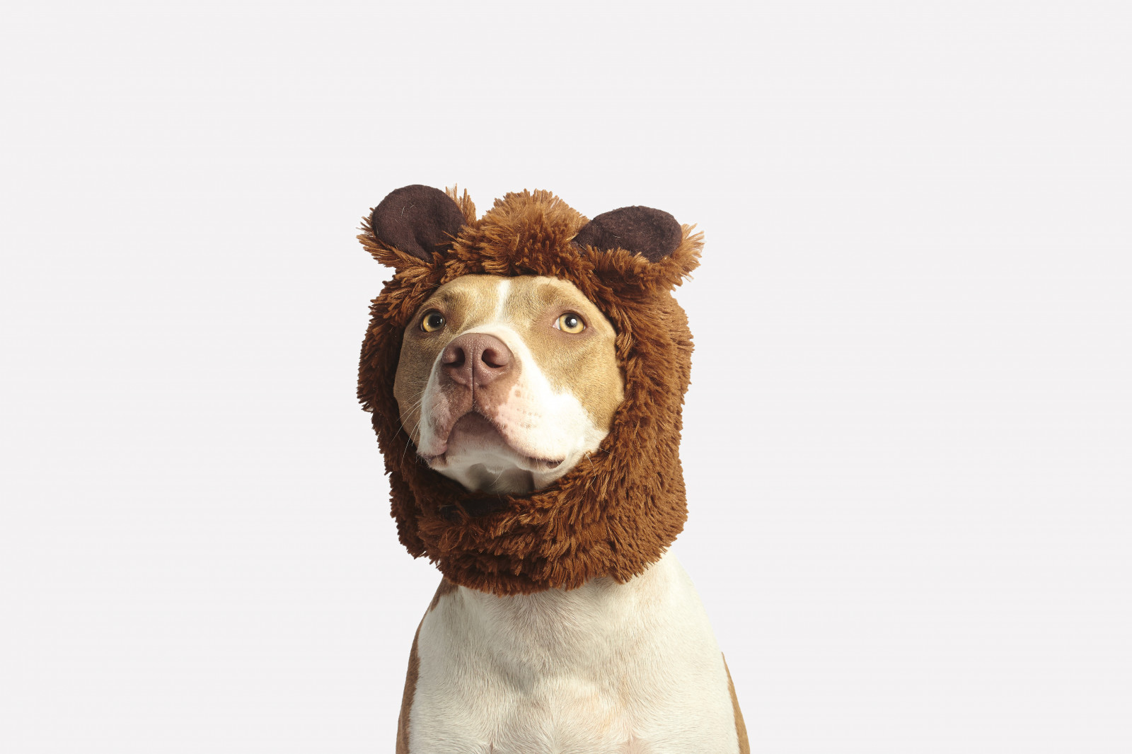 Wallpaper pit bull, dog, hat, cool, funny 5184x3456 wallup 1233267 HD Wallpapers WallHere