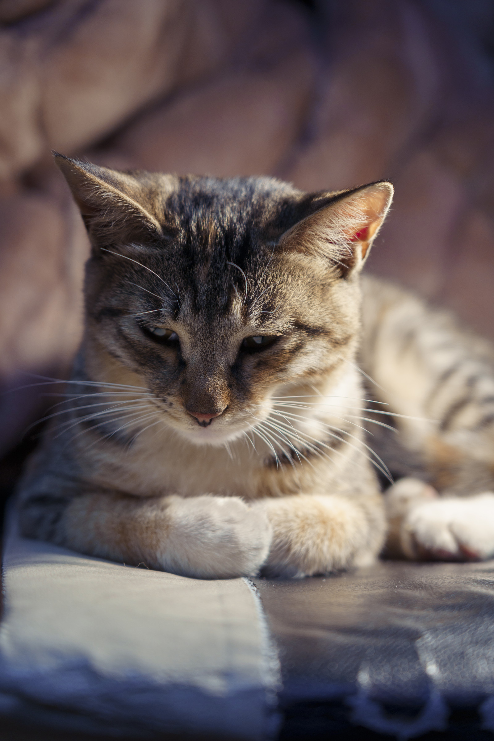 kočka, okno, felidae, masožravec, malé až středně velké kočky, kníry, čenich, tráva, strom, rostlina, tlapka, srst, domácí krátké vlasy kočka, Volně žijících živočichů, sedící, dráp, tma, nebe, makro fotografie, monochromatické fotografování, Cat supply, písek