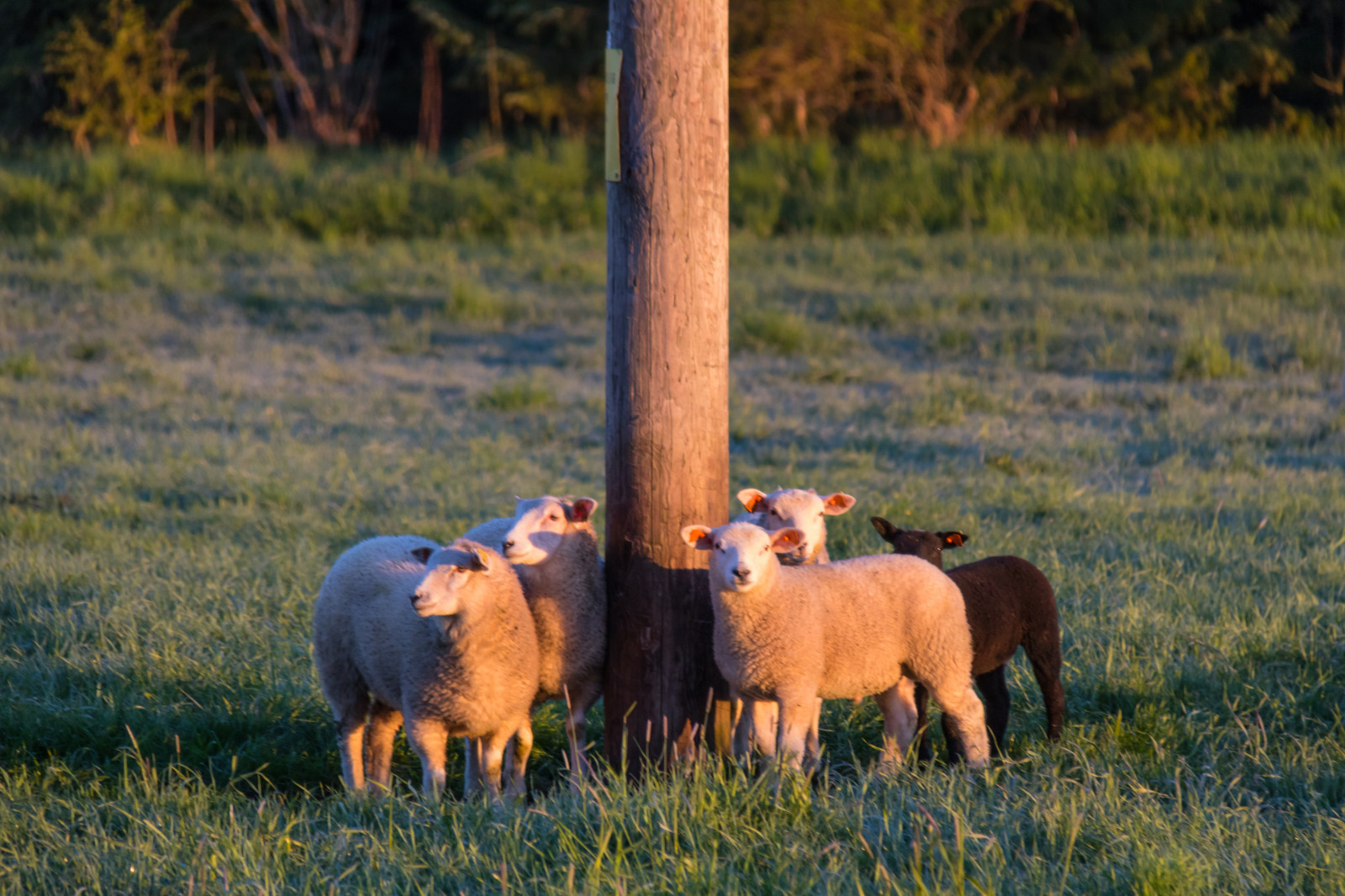 Příroda, tráva, Volně žijících živočichů, hospodařit, ovce, jehněčí, zvíře, podzim, květ, lučina, DJUR, pastvina, f r, Lamm, stádo, louka, fauna, savec, prérie, ovce, venkov, místo výskytu, přírodní prostředí, dobytek, jako je savec, pastvisko