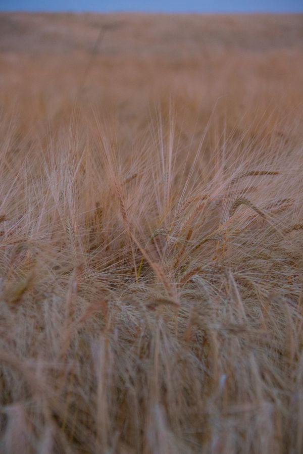 food,nature,sand,grass,field,sad