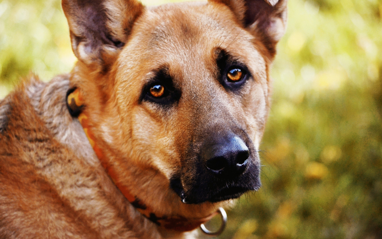 oči, Pes, smutek, štěně, savec, obratlovců, zblízka, vlčák, pes jako savec, psí plemeno skupina, psí plemeno, čenich, pouliční pes, australský pes, Finský špic, Korejský Jindo pes, Německý ovčák