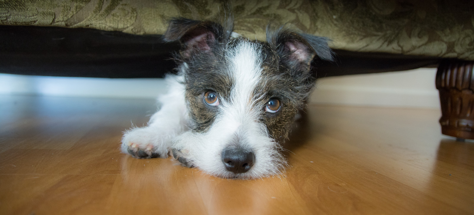 záliv, Fotoaparát, Pes, Kalifornie, Nikon, bokeh, kníry, Zvedák, objektiv, Upravit, Lightroom, Boston, F28, plocha, zoom, štěně, malý, dSLR, sigma, D7100, russell, sf, zveřejnit, čenich, pes jako savec, psí plemeno skupina, carnivoran, štěně, psí, psí kříženci, psí plemeno, teriér, 1750mm, zranitelné původní plemena, bojack, Trivalley, companion dog