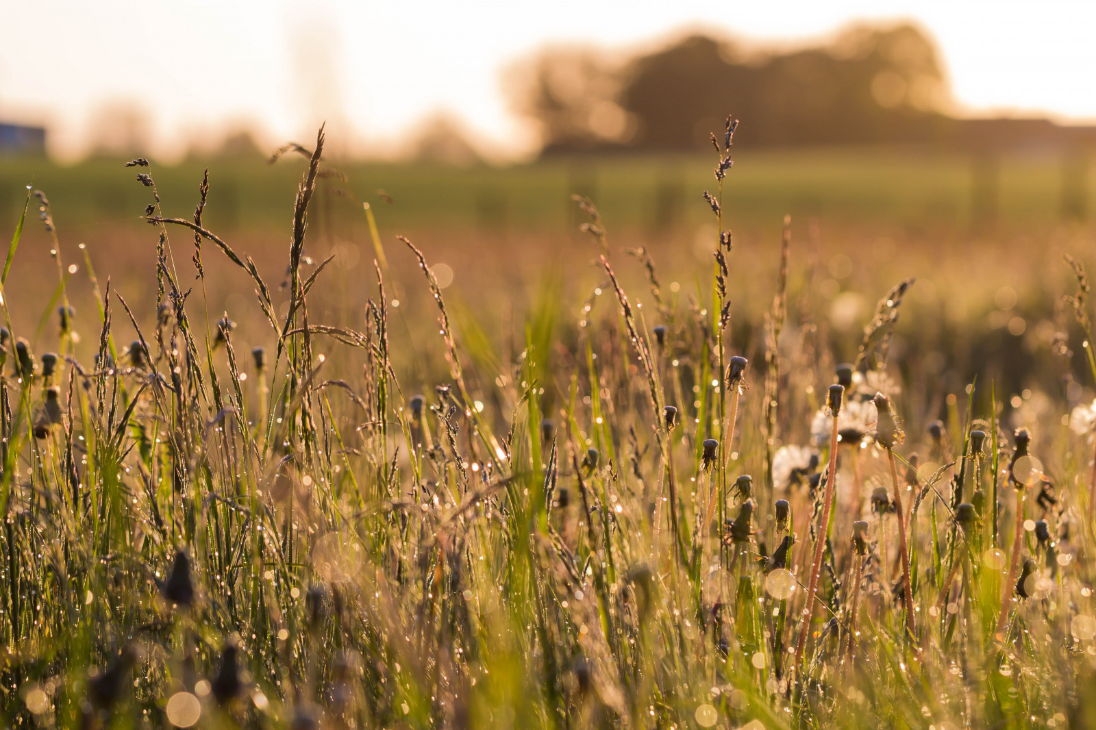 slunečnímu záření, krajina, Příroda, tráva, pole, svítání, zelená, ráno, Volně žijících živočichů, step, mokřadní, světlo, podzim, list, květ, svítání, lučina, rostlina, flóra, ljus, soluppg ng, gr s, gryning, Kamera aby kánon, geolocation, exif aby kánon, EXIF isospeed 100, EXIF otvor 40, exif focallength 100mm, EXIF ef100mmf28lmacroisusm čočka, Model fotoaparátu canoneos100d, exif modelu canoneos100d, zemědělství, louka, prostý, divoká rostlina, prérie, venkov, místo výskytu, přírodní prostředí, atmosférický jev, ekosystém, tráva rodina, savana
