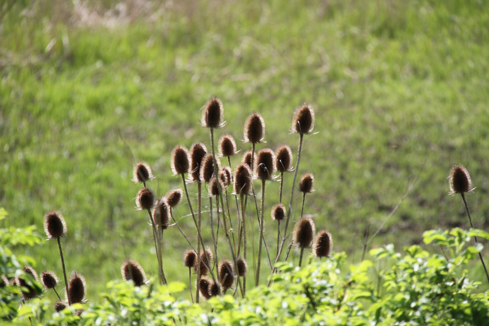 Příroda, tráva, pole, zelená, Volně žijících živočichů, mokřadní, list, květ, lučina, rostlina, pták, flóra, pastvina, louka, fauna, divoká rostlina, trávník, prérie, místo výskytu, přírodní prostředí, suchozemská rostlina, kvetoucí rostlina, ekosystém, tráva rodina