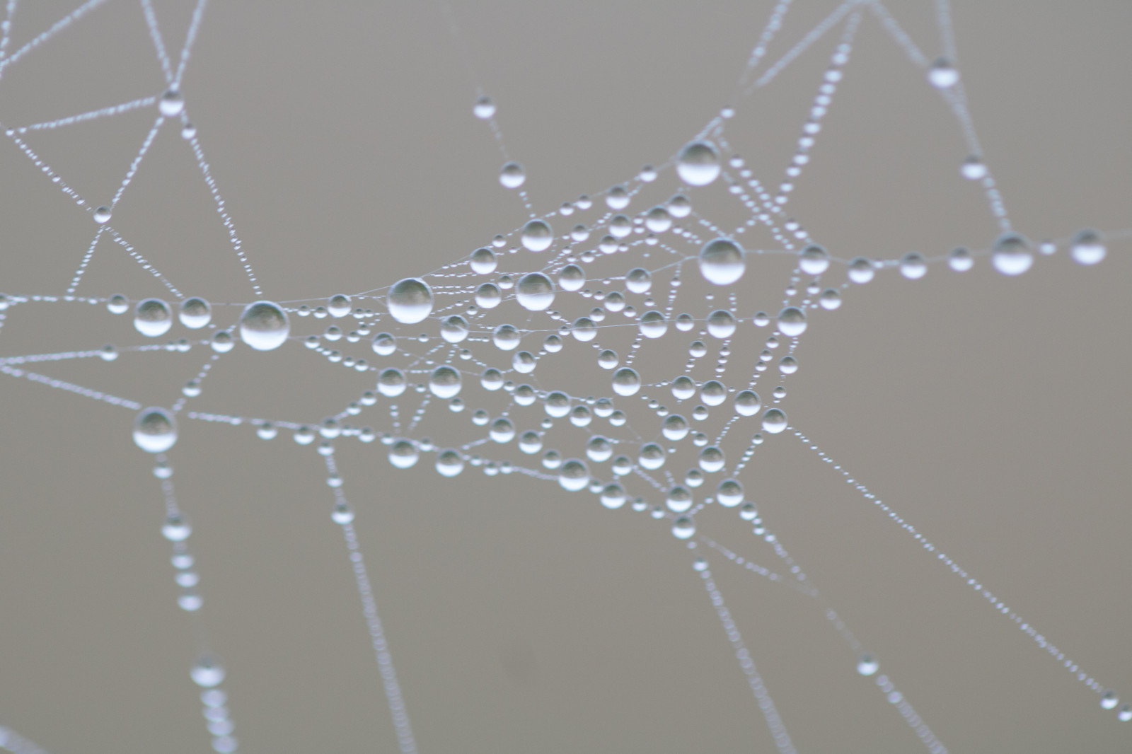 acqua, natura, riflessione, modello, ragno, rugiada, Aracnide, far cadere, vatten, natur, Spindeln t, Materiale, gocciolina, s dersl TT, reflektion, m nster, Dagg, n t, vattendroppe, ala, fauna, avvicinamento, fotografia macro, invertebrato, umidità, artropodo, ragnatela, oppureb ragno tessitore, araneus