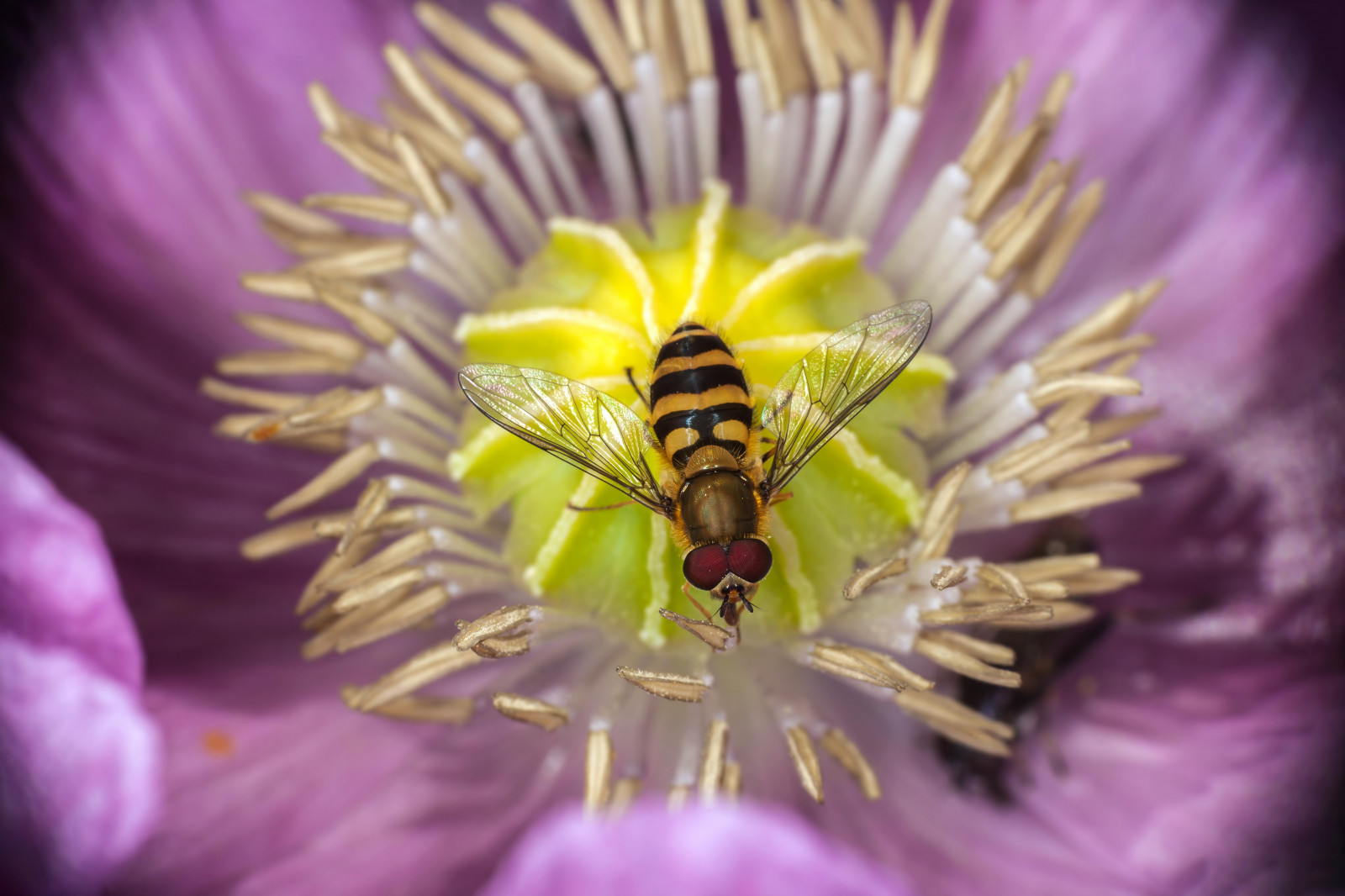 makro, Canon, canon5dmkii, canonef100mmf28usmmacro, canoneos5dmarkii, raynox, dcr250, Blitz, ringflash, yn14ex, yongnuo, insekt, Flyve, Hoverfly, Syrphidae, blomst, valmue, opiumpoppy, vallmo, opiumvallmo, papaver, somniferum, lilla, gul, farve, farve, centrum, symmetri, Også på et andet, compoundeyes, opievallmo, Papaveraceae, Fj dervallmo, blomfluga, syrphus, torvus, solblomfluga, H rigsolblomfluga, hairyeyedsyrphus, syrphinae, syrphini, autofokus