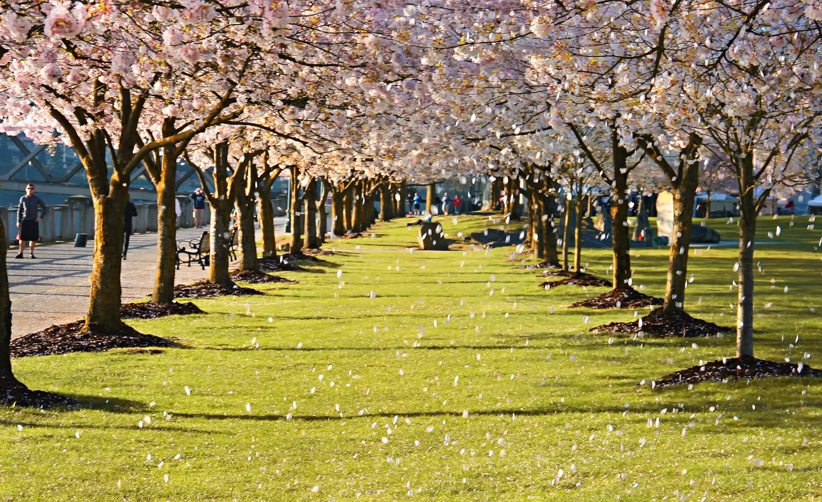 Tree Spring Plant Wallpaper : tree, spring, plant, flower, grass, cherry blossom, grove ...