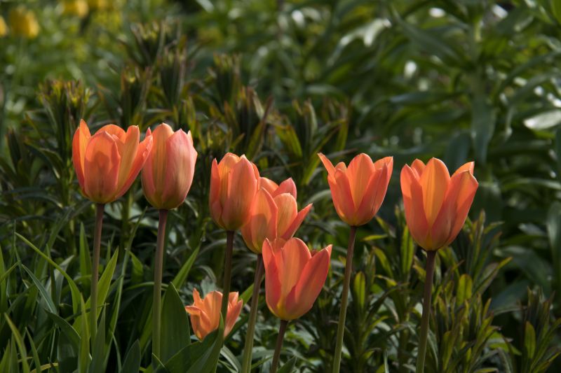 flor,plantar,tulipa,flora,Blomma,Malmo