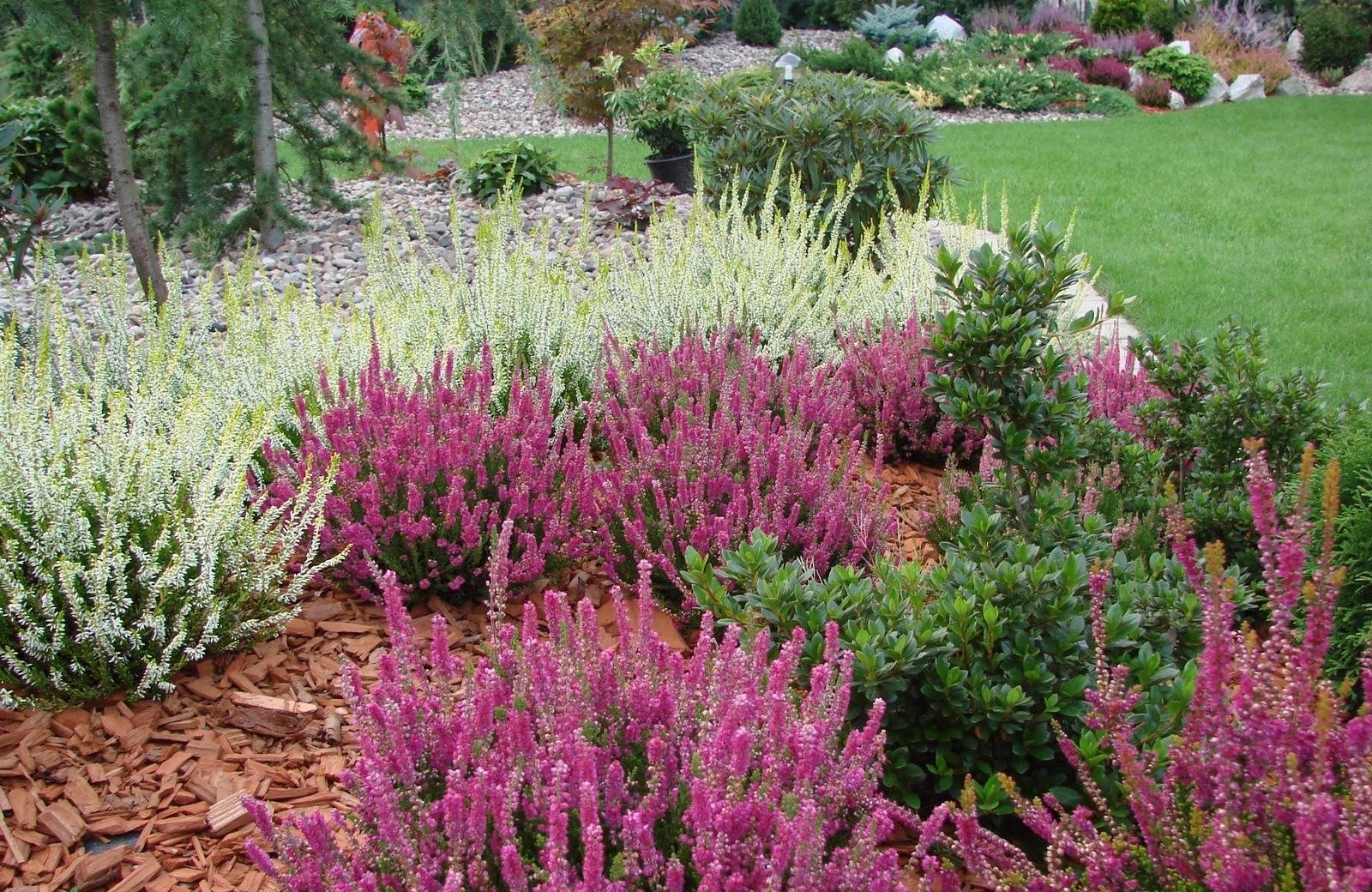 vřes, květiny, záhon, zahrada, trávník