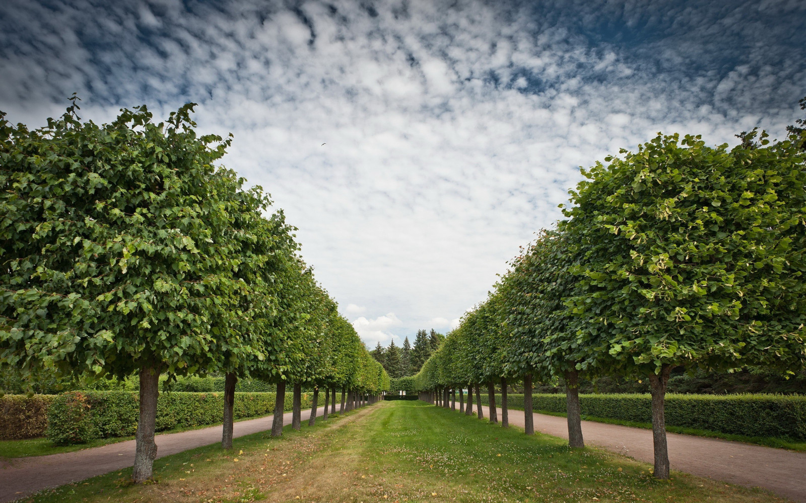 Wallpaper sunlight, trees, landscape, nature, grass, sky, field