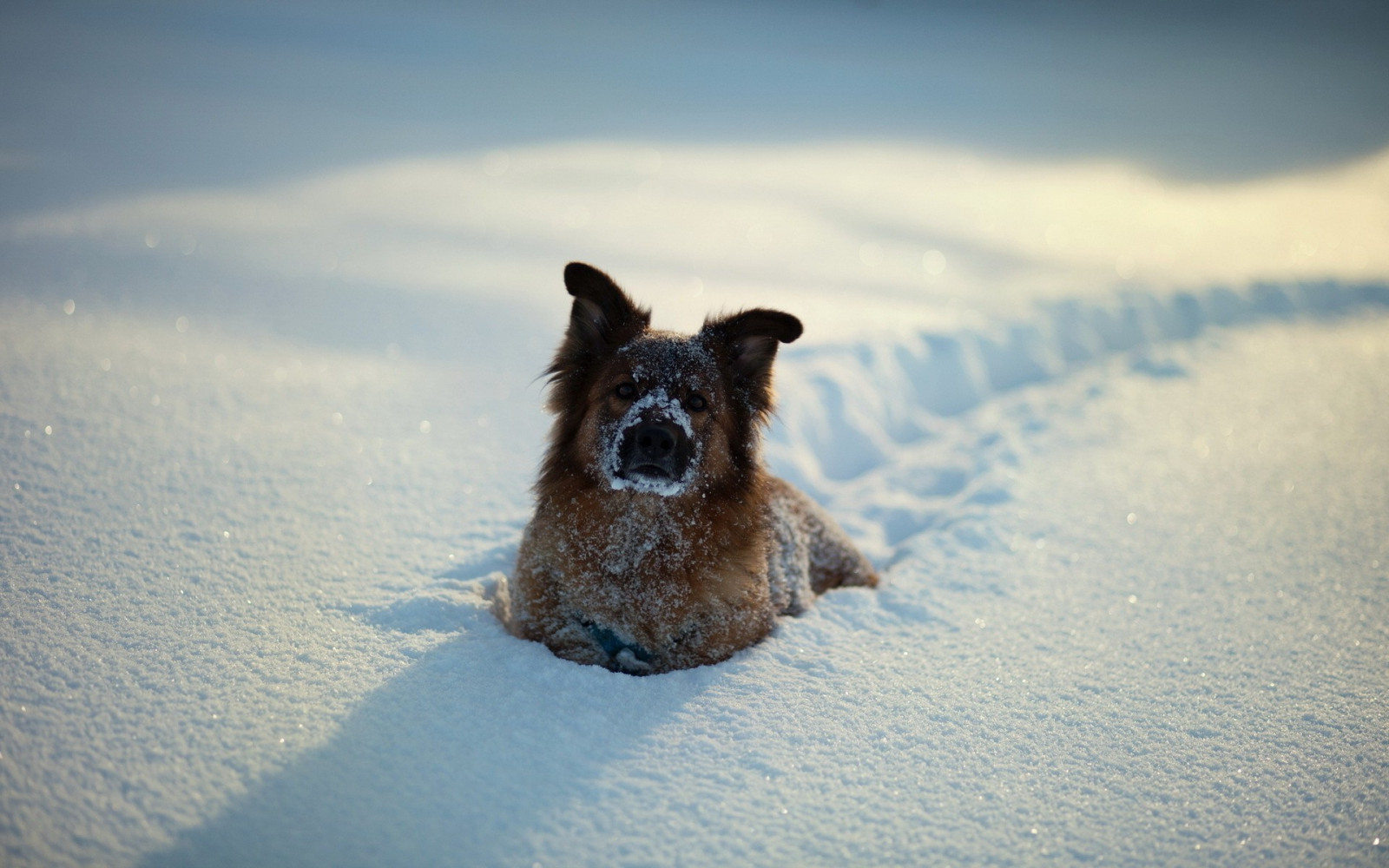 Wallpaper animals, sky, snow, winter, ice, fur, Arctic, Freezing
