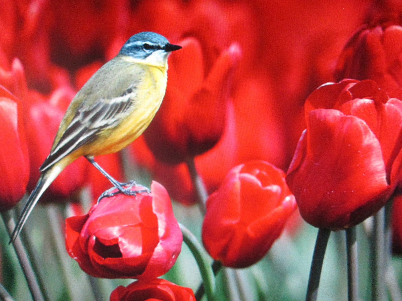 Wallpaper birds, garden, nature, red, tulips, Canon, summer, flower