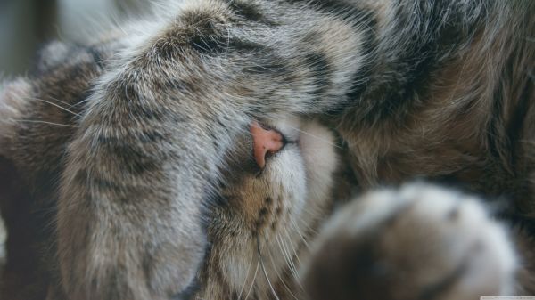 cat, sleeping, nose, whiskers, fur, hiding