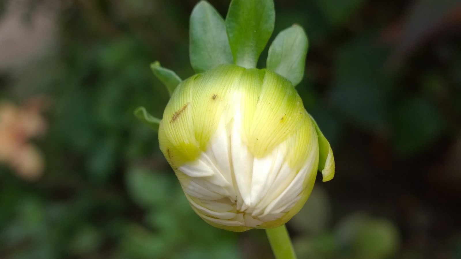 bílý, květiny, Příroda, rostliny, zelená, žlutý, květ, květ, rostlina, tulipán, flóra, pupen, okvětní lístek, divoká rostlina, botanika, suchozemská rostlina, kvetoucí rostlina, makro fotografie, 3072x1728 px, závod stonek, calochortus