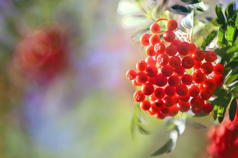 Lebensmittel, Natur, rot, Fotografie, Pflanzen, Makro Lebensmittel, Natur, rot, Fotografie, Pflanzen, Makro