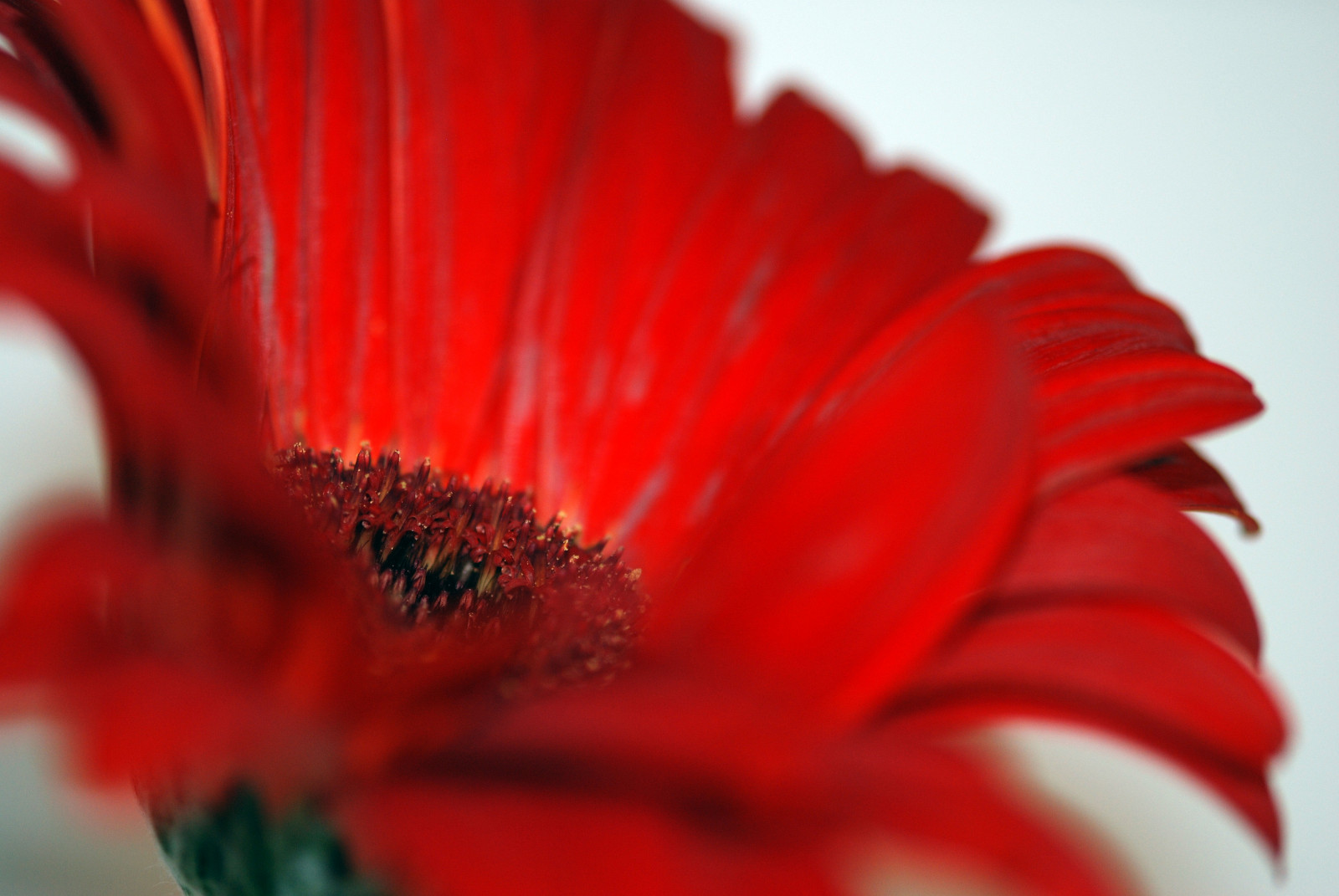 blomster, rød, blomst, searchthebest, gerbera, Daisy, udsøgt, SOE, Gerber, ekspertise, naturesfinest, TBFs, beautysecret, Supershot, flowerscolors, flowerotica, Worldbest, platinumphoto, diamondclassphotographer, flickrdiamond, ysplix, macromarvels, macroflowerlovers, 4mazingorgeoushotsoflowers, spiritofphotography, flickrbestpics, awesomeblossoms