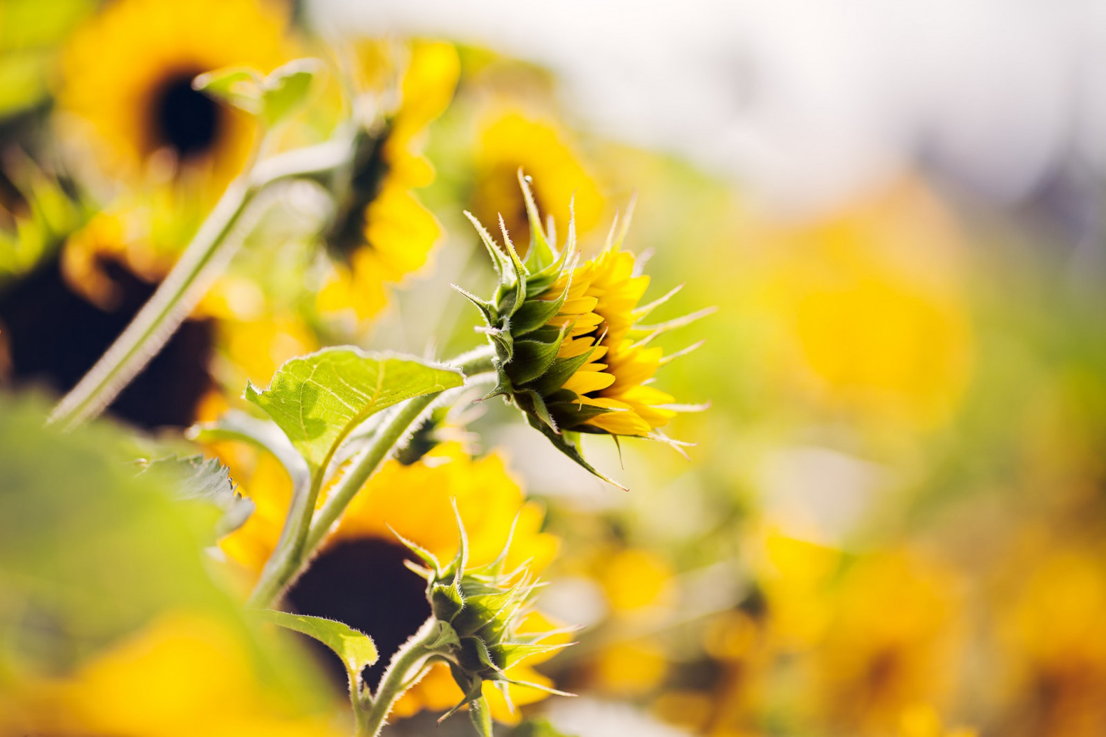 sollys, blomster, natur, planter, Mark, fotografering, grøn, gul, blomst, solsikker, efterår, blad, blomst, plante, solsikke, flora, kronblad, eng, wildflower, botanik, jord plante, blomstrende plante, tæt på, makrofotografering, stængelplante, daisy familie