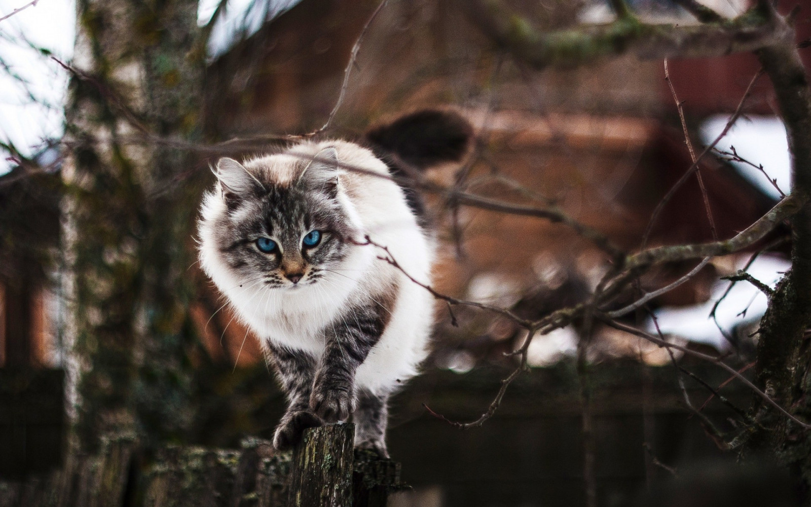kočka, zvěř, hloubka pole, modré oči, Příroda, větev, Volně žijících živočichů, plot, kníry, větvičky, divoká kočka, fauna, savec, 1920x1200 px, obratlovců, kočka jako savci, malé až středně velké kočky