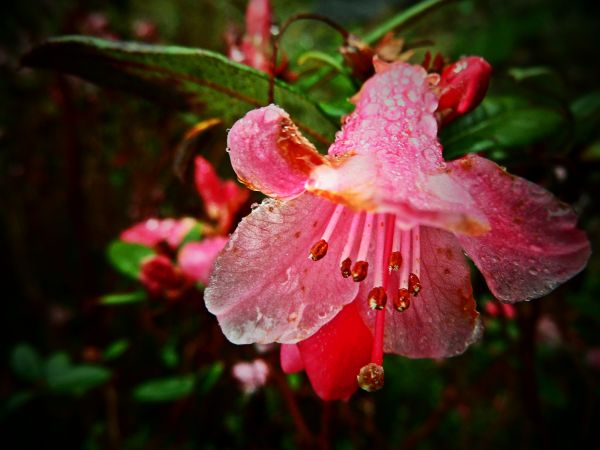 leaves, garden, nature, red, grass, macro