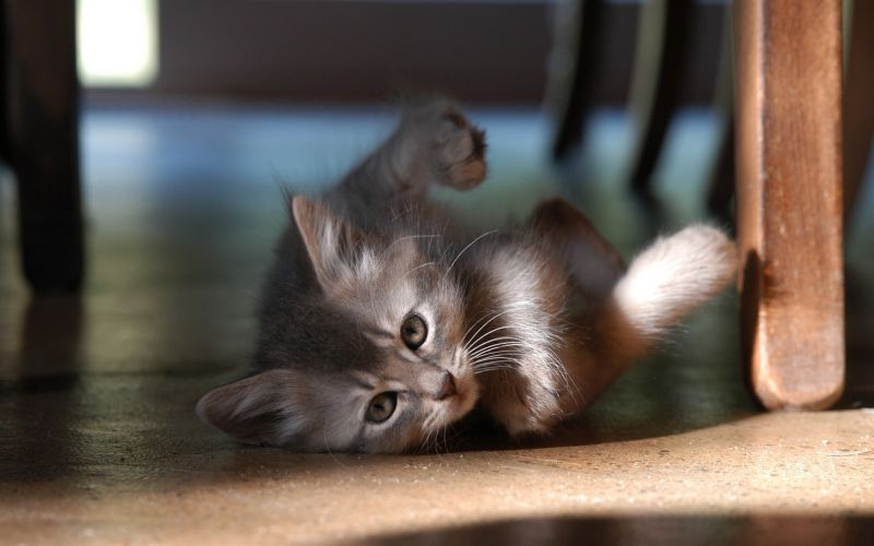 gato, Animales, bigotes, Gatos, gatito, fauna gato, Animales, bigotes, Gatos, gatito, fauna
