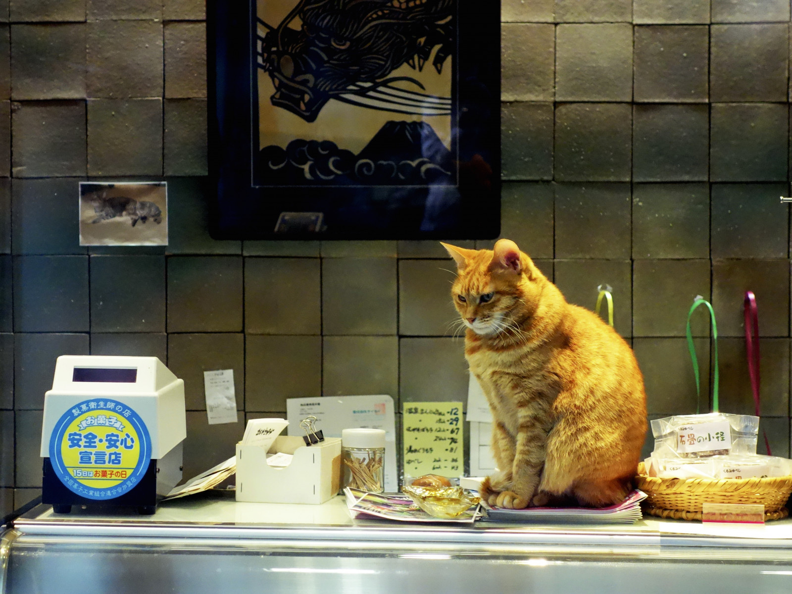 kočka, okno, kníry, Nagano, onsen, zvíře, roztomilý, kotě, Street View, teplé jaro, savec, kočka jako savci, malé až středně velké kočky, carnivoran, Imnothere0, Yudanaka, Shibuonsen