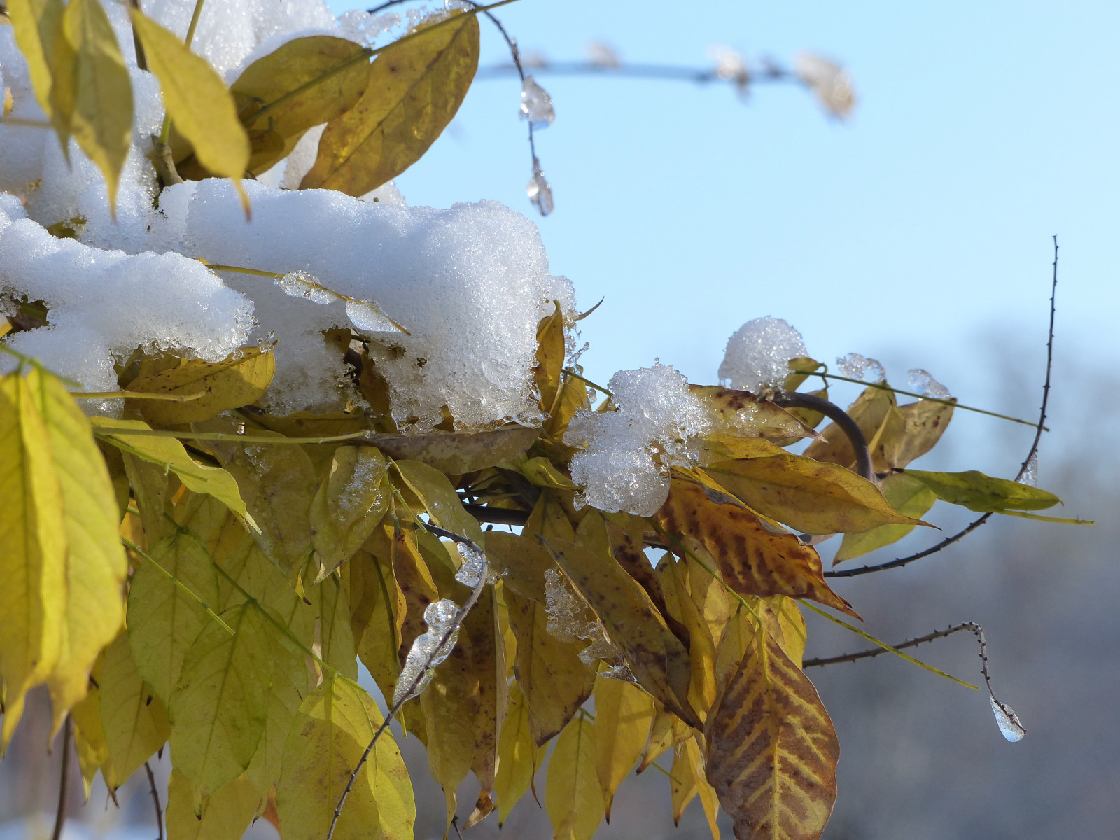 himmel, sne, vinter, makro, afdeling, frost, Europa, Belgien, forår, Bruxelles, neige, træ, efterår, blad, plante, flora, hiver, feuille, Belgie, belgique, Givre, bruxelles, brussel, Schaarbeek, Schaerbeek, fz200, pfranche, Kvist, glycin, løvfældende, forlade, pascalfrskybluecielbleubokehnatureanche