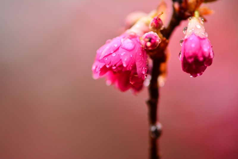 růžový, květ, květ, flóra, makro fotografie, zblízka růžový, květ, květ, flóra, makro fotografie, zblízka