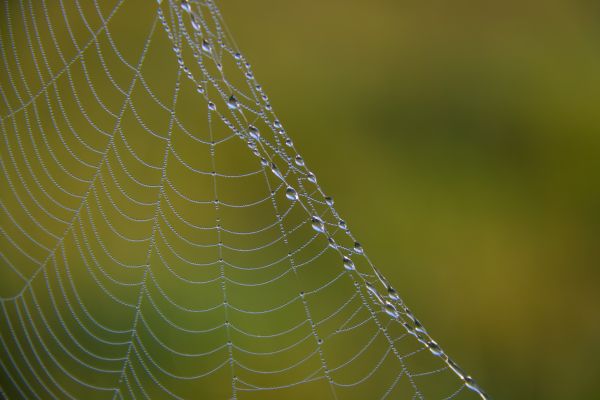 dagg,dew,droplet,droppe,macro,makro