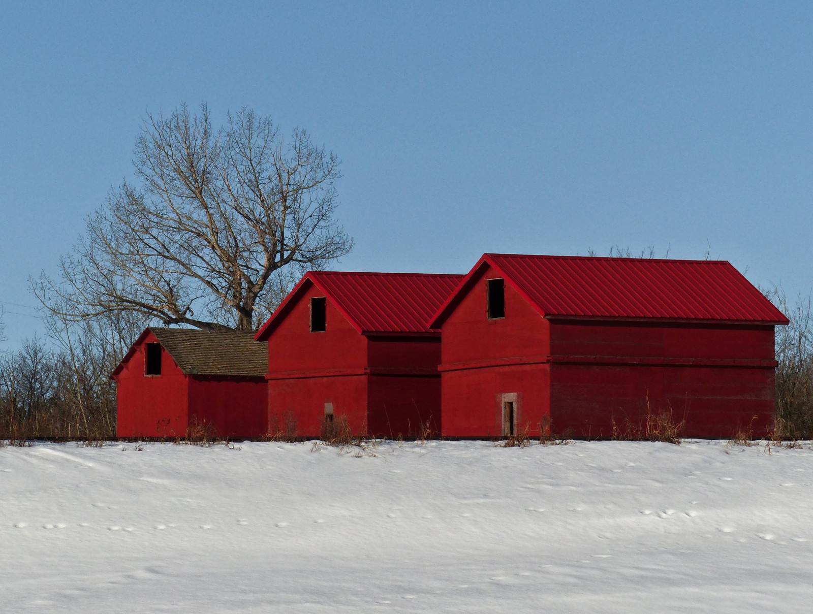 zima, Červené, sníh, Kanada, strom, venkovský, lumix, tři, seasons, kůlna, prozkoumat, Alberta, pointandshoot, barvitý, přístřešky, sýpka, přístavba, eyecatching, winterscene, Sýpky, ruralscene, Zajímavost267, annkelliott, anneelliott, seofcalgary, Franklakearea, fz200, panasonicdmcfz200, Explore2014february04, 23ccfbt