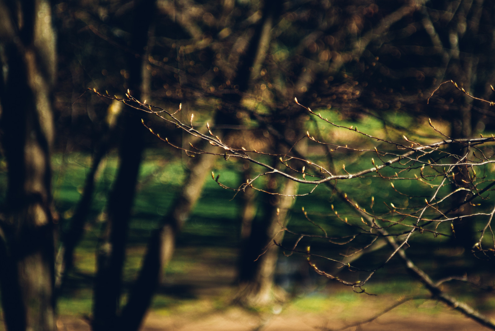 luce del sole, alberi, paesaggio, foresta, acqua, natura, erba, cielo, ramo, verde, sera, mattina, natura, bokeh, primavera, leggero, albero, f28, foglia, sfocato, flora, gdl, sfocatura, rami, CarlZeiss, vegetazione, gemme, m42, vscofilm, 80 millimetri, bosco, ramoscello, famiglia di erba, vintagelens, umidità, ragnatela, sonysti, carlzeissjena, Biometar, Sonyalpha230, Biometar80mm, Biometar80mmf28, Carlzeissbiometar, Vscofilm00