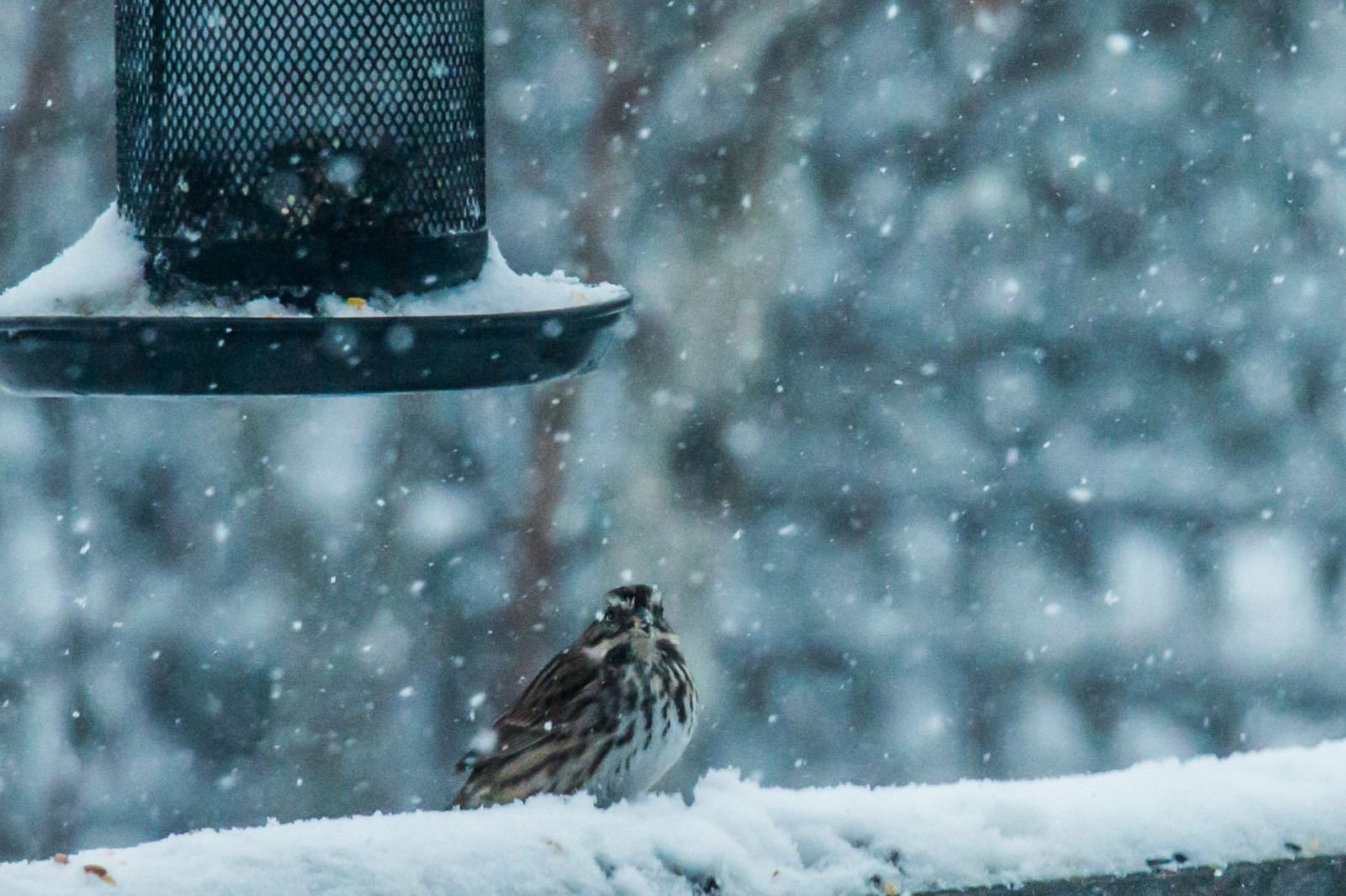 Wallpaper bird, Canada, canon70d, novascotia, sparrow, blizzard, cold, outdoors, snow, winter