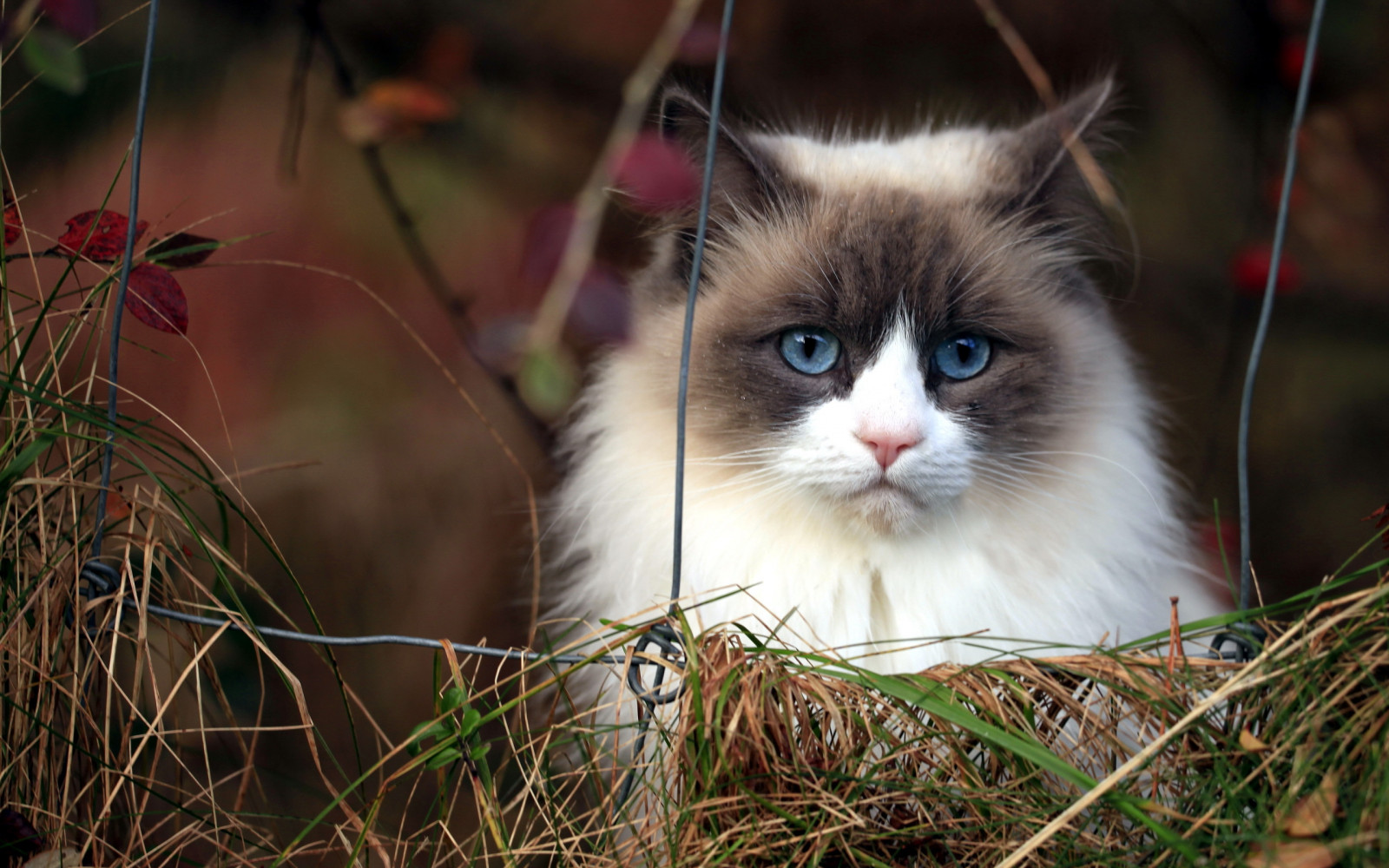 kat, harige, gras, blue eyed