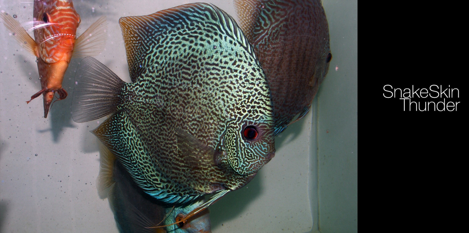 Wallpaper : fish, pattern, head, Discus Fish, ART, fashion accessory ...