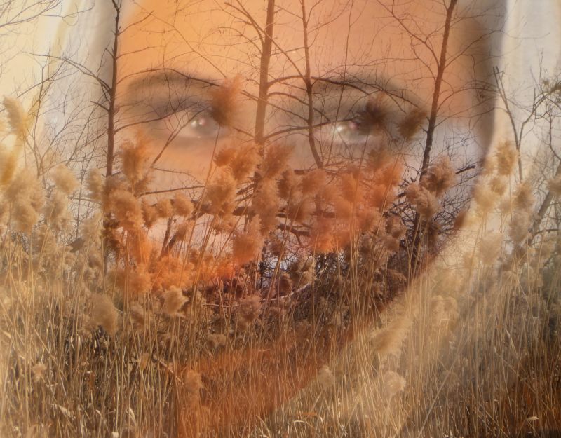 햇빛,그림,잔디,목재,야생 생물,숲