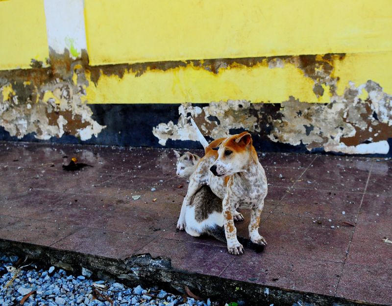 čenich, fauna, pouliční umění čenich, fauna, pouliční umění