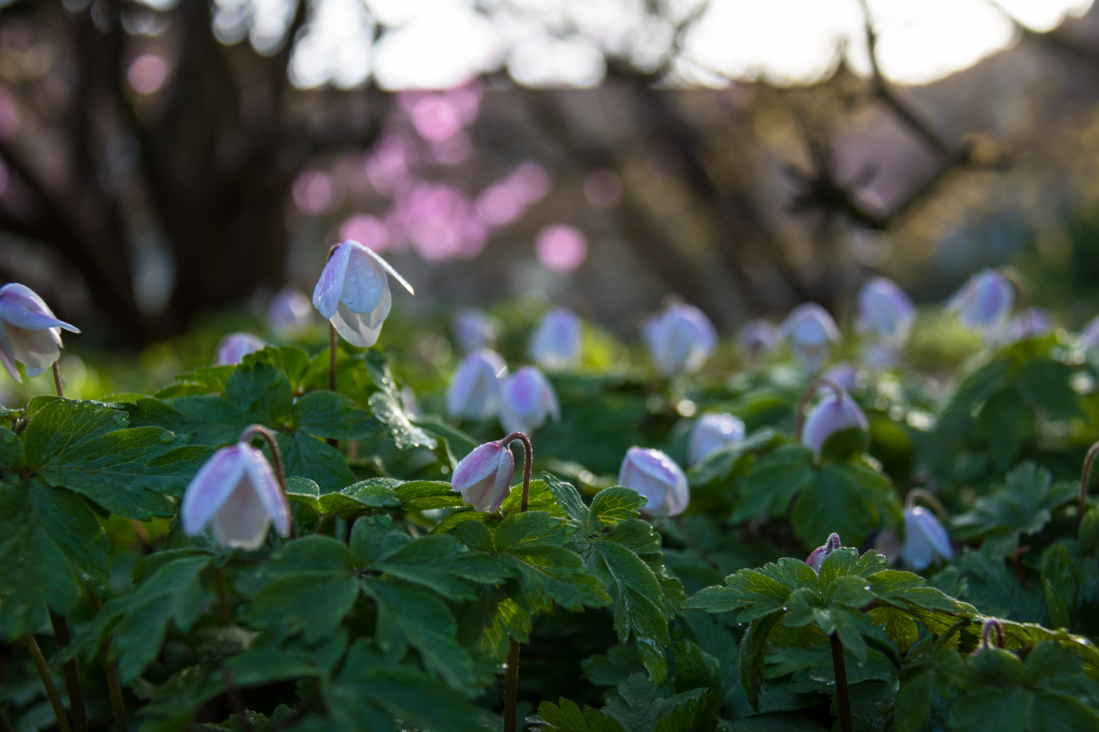 zahrada, Příroda, zelená, květ, jaro, Sasanka, list, květ, rostlina, flóra, Blomma, v r, jaro, Alnarp, okvětní lístek, vitsippa, woodanemone, sippa, divoká rostlina, botanika, suchozemská rostlina, kvetoucí rostlina