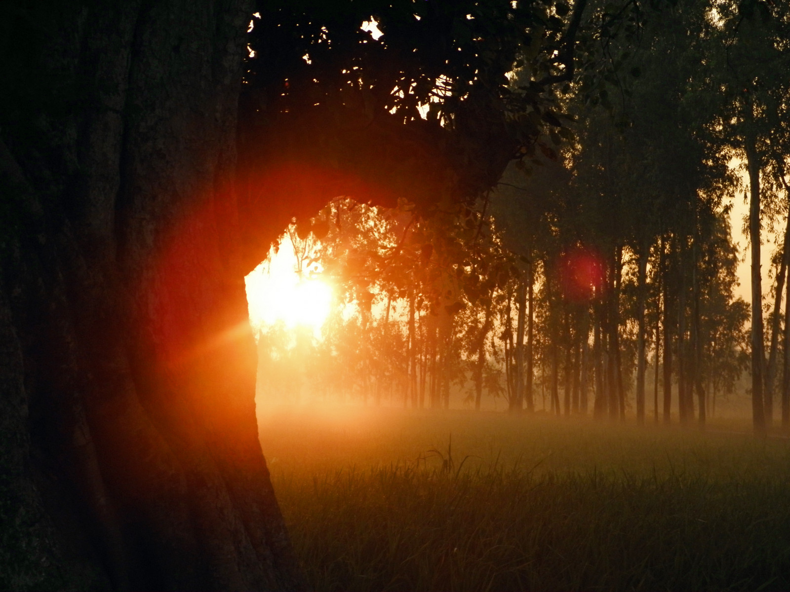 Wallpaper : sunlight, landscape, forest, sunset, night, grass, sky ...