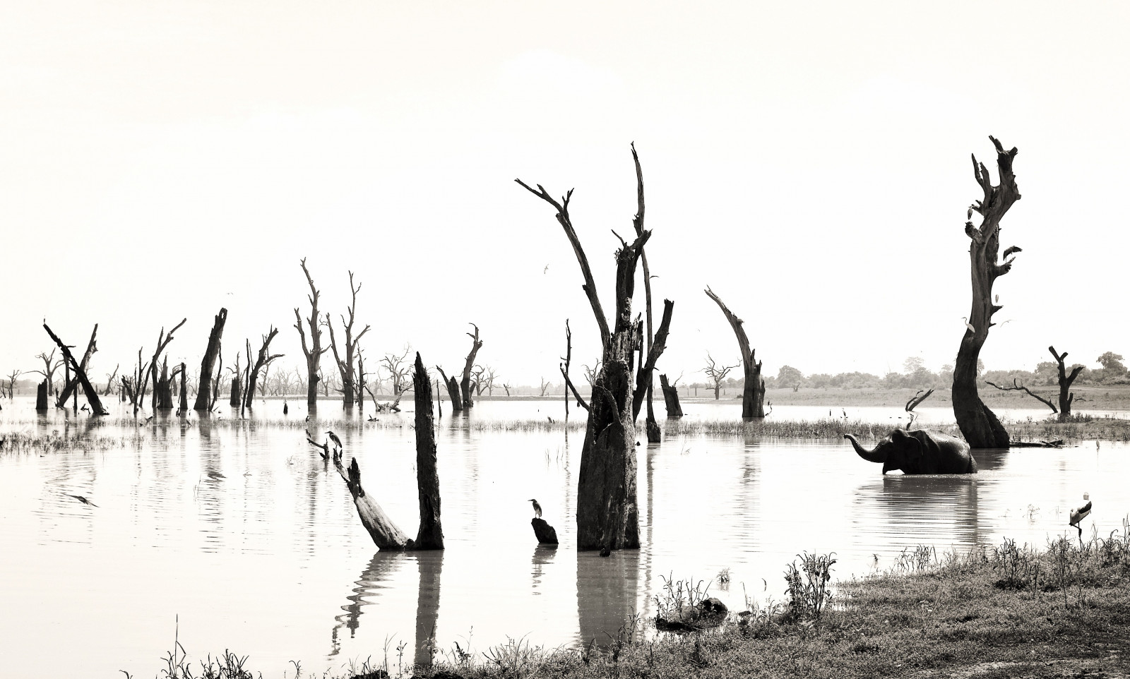 wildlifephotography, Volně žijících živočichů, ptactvo, pták, stromy, Srí Lanka, slon, strom, BNW, sloni, Safari, les, tělesné, blackandwhitephotography, pozorování ptáků, černobílý, birdphotography, ornitologie, Volně žijících zvířat, Elephantlove, bestbirdshots, Hodnotnější, Dswt, zachování, Savetheelephants, Birdlover, cestování, cestovatel, cestovatel, procestovat svět, venku, svět, Srilankan, bnwsociety, bnwlife, bwlover, blackandwhitephoto, blancoynegro, Noir, bílý, bnwmood, noiretblanc, monotónní, divoký, zvěř, zvíře, Wildlifeplanet, Animallovers, Animallite, Wildlifeonearth, les, Treescape, park, naturelover, jezero, voda, krajiny, naturewalk, naturephoto, Landscapelover, Přírodní rozmanitost, Naturálně, Natureseekers, landscapelovers, Příroda, Landscapehunter, venkovní, Mono, flickr, nebe, světlo, krajina