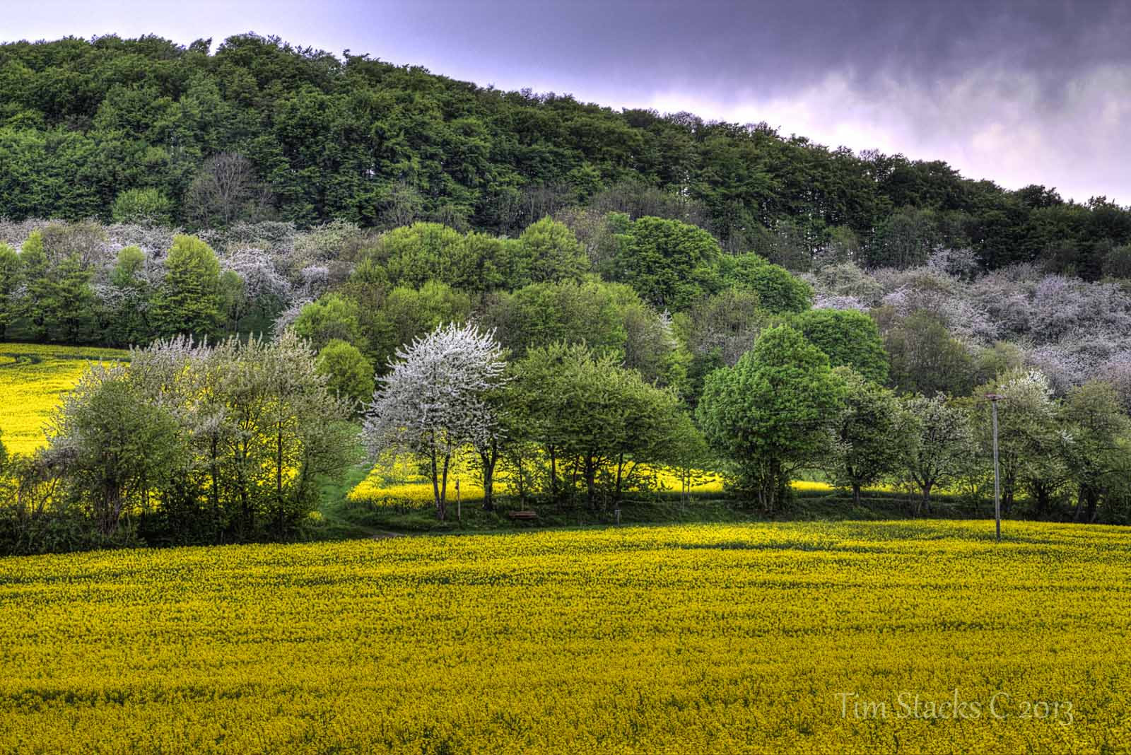 krajina, les, kopec, Příroda, tráva, nebe, pole, žlutý, ráno, Německo, hospodařit, národní park, jaro, Drsný, mount scenérie, řepkového, F14, stativ, mrak, strom, květ, lučina, rostlina, pastvina, vegetace, řepka, zemědělství, louka, plantáž, prostý, polarizátor, ISO200, hessen, divoká rostlina, vysočina, prérie, oříznutí, venkov, tráva rodina, stanice hill, brassica, křoviny, canont4i, hořčice závod, brassica rapa, hořčice a zelí rodina, ekoregion, 44m, tamronsp1750vc28, hdri3exp2ev, Prvky9, Witzenhausen, Germanydeutschland, Burgludwigstein, Photomatix424, Whitzenhausen