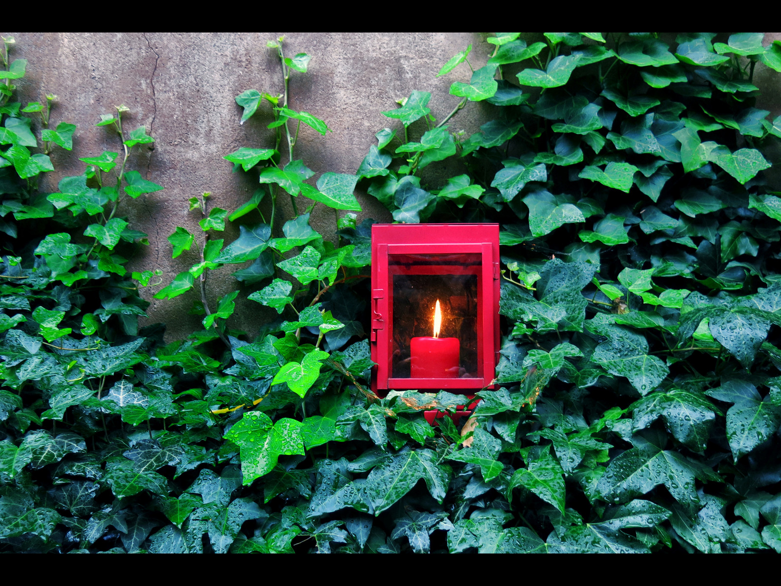 grøn, natur, blad, flora, vegetation, plante, træ, blomst, græs