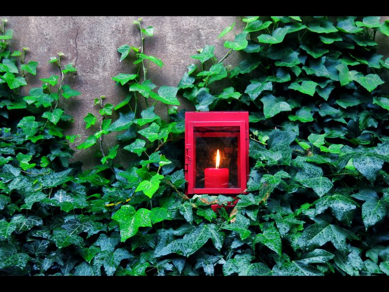 grøn, natur, blad, flora, vegetation, plante