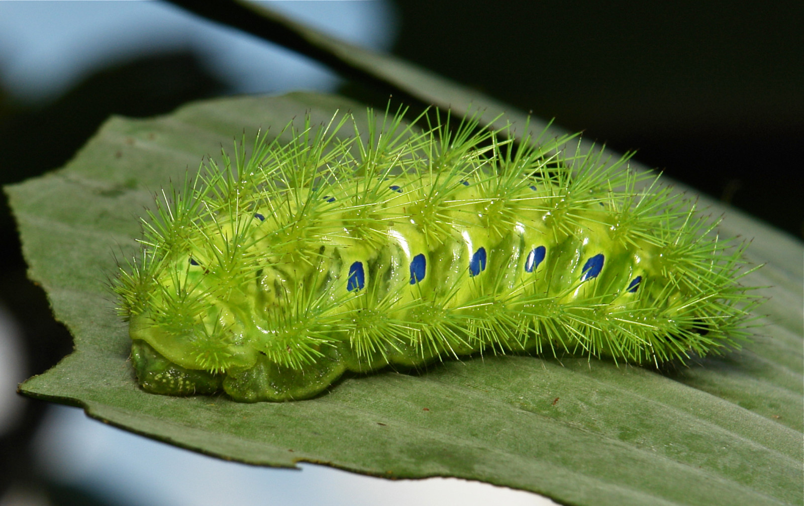 Fond d'écran chenille, larve, insecte, invertébré, Photographie macro, organisme, Mites et