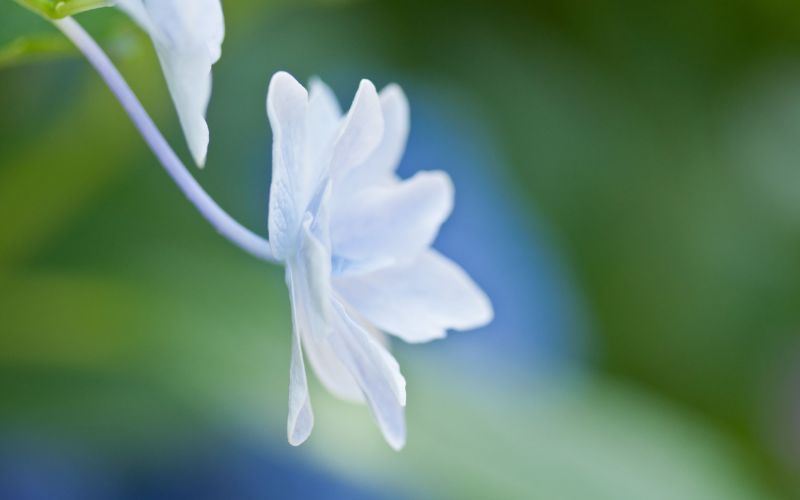 petals, blomst, skjema, lett