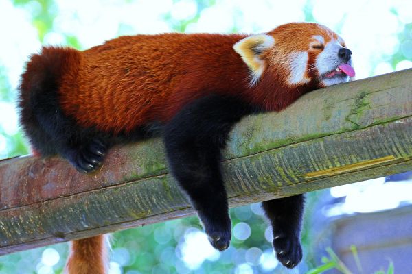 rest,sleep,panda,lesser panda,red panda,branch